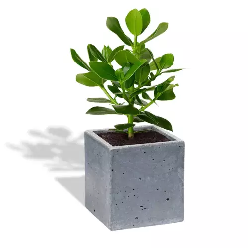 Grafitowa donica S 14x14x15 z kluzją