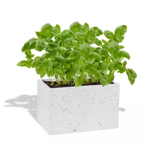 Biała donica S 24x14x15 z bazylią