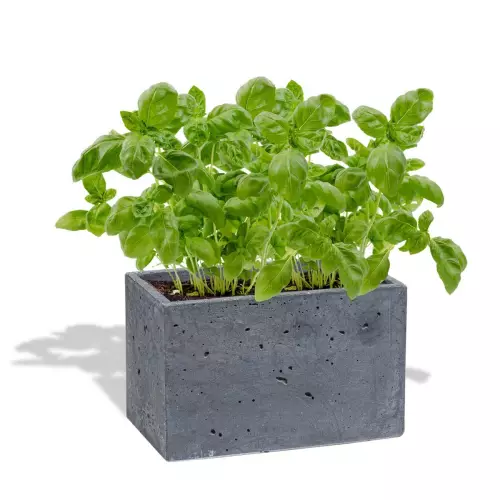 Grafitowa donica S 24x14x15 z bazylią