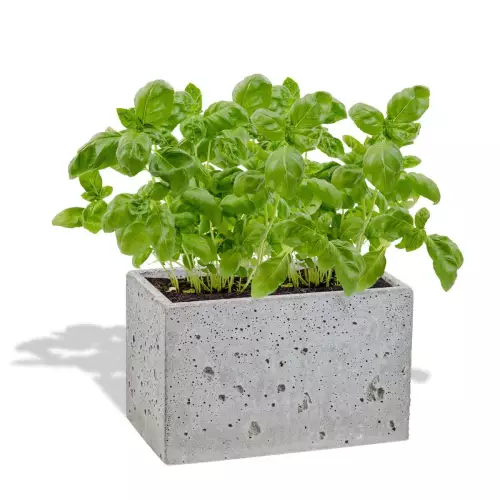 Szara donica S 24x14x15 z bazylią