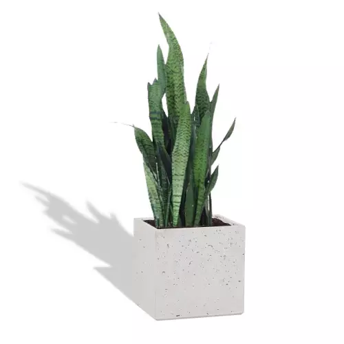 Biała donica Tower 32x25x30 z sansewierią