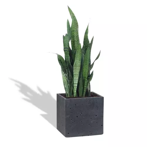 Grafitowa donica Tower 32x25x30 z sansewierią