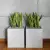 Sansevieria gwinejska w donicach z betonu Box S