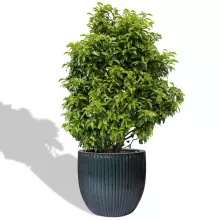 Donica ceramiczna PER MG zielony mech 50/45