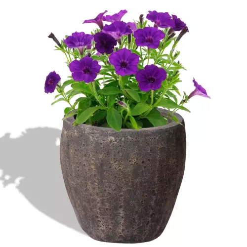 Petunie w małej ceramicznej doniczce ABV SB 27/25