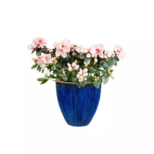 Surfinie w niebieskiej ceramicznej doniczce BRE B 40/40