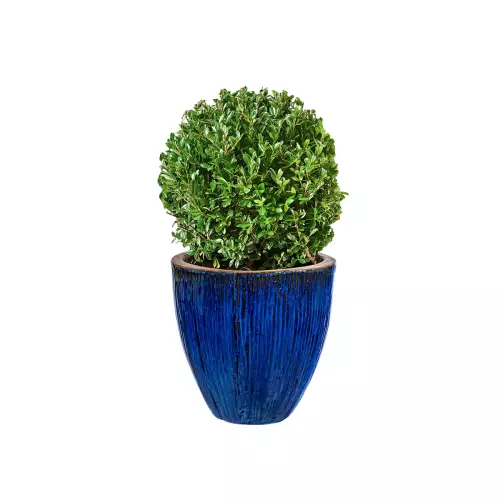 Bukszpan w niebieskiej ceramicznej donicy BRE B 51/47