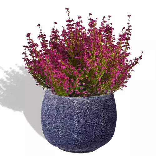 Wrzosiec w niebieskiej donicy MAB LB 24/18