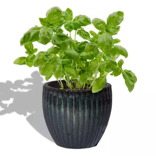 Bazylia w zielonej ceramicznej doniczce PER MG 20/18