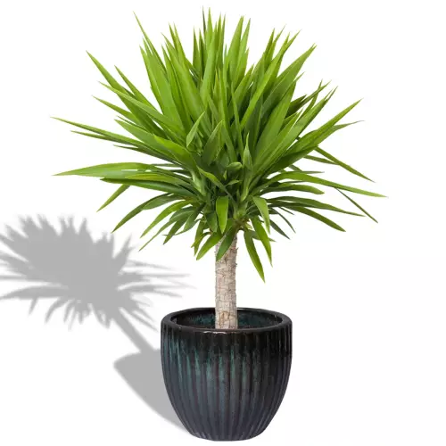 Jukka w zielonej doniczce ceramicznej PER MG 28/25