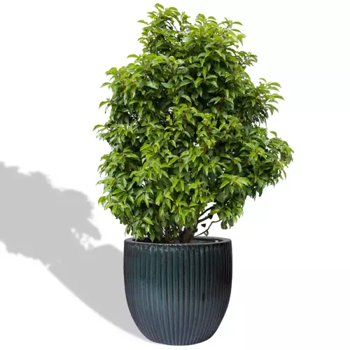 Laurowiśnia w zielonej donicy ceramicznej PER MG 50/45