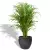 Palma Areca w zielonej donicy ceramicznej PER MG 37/34