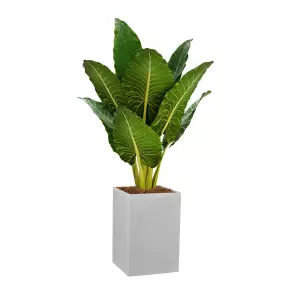 Alokazja olbrzymia w kwadratowej donicy 60 cm