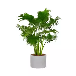 Palma liwinstona w okrągłej szaro betonowej donicy 40 cm