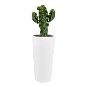 donica do dużego kaktusa