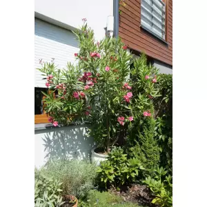 Donica ogrodowa D242 w kolorze biały połysk