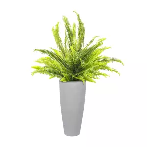 Paproć w szarej betonowej donicy