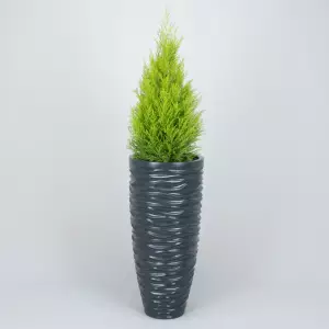 Cyprys Goldcrest w wysokiej nowoczesnej grafitowej donicy