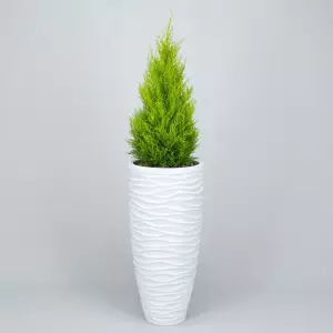 Cyprysik w nowoczesnej białej okrągłej donicy