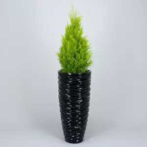 Cyprys w designerskiej czarnej donicy z laminatu