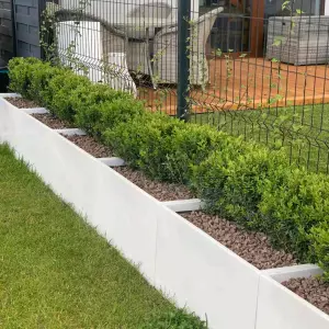 bukszpan w prostokątnej białej donicy