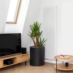 juka w okrągłej antracytowej donicy 50x60 cm