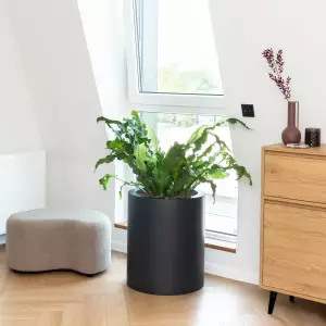 paproć krokodyla w antracytowej okrągłej donicy 50x60 cm