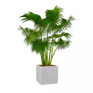 Donica D92C w kolorze szarego betonu i Liwinstonia chińska