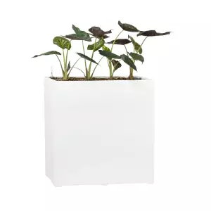 biała podłużna wysoka donica i alokazja