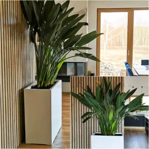 strelicja królewska w białej donicy w domu