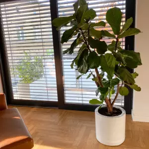 biała okrągła doniczka do salonu