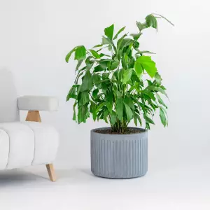 duża donica do salonu szary beton