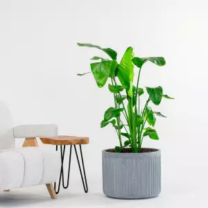 szara betonowa donica do domu