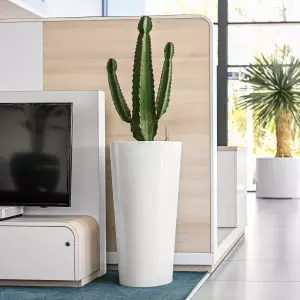 kaktus w białej okrągłej wysokiej donicy
