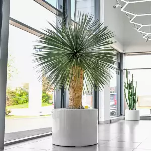 wielka biała donica do juki