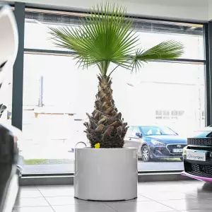 duża biała donica do palmy