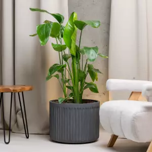 grafitowa betonowa donica do salonu