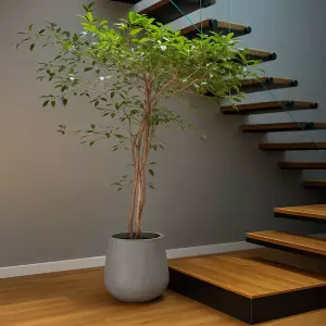 Fikus benjamina w donicy SQ40 szary beton