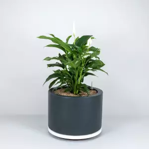 Skrzydłokwiat w grafitowej niskiej donicy