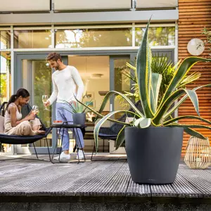 agawa w szarej donicy classico color 60