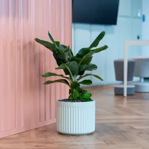 żłobiona doniczka zielony mat 30 cm