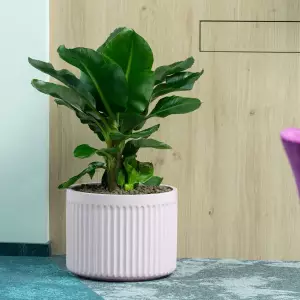 różowa matowa żłobiona doniczka do salonu