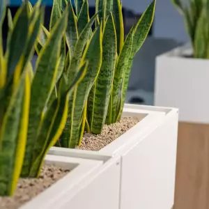 biała donica do biura na szafkę 75x35x25 cm