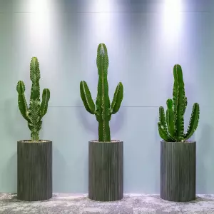kaktusy w dużych donicach do salonu