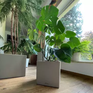 doniczka lechuza canto stone i monstera dziurawa