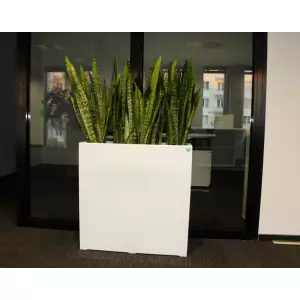 Donica D972A biały połysk i Sansevieria Zeylenica