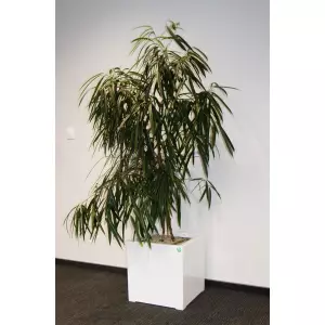 Biała donica D992B 50x50x50 cm