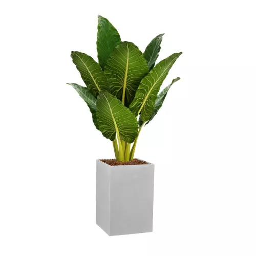 Alokazja olbrzymia w donicy D100C w kolorze szarego betonu