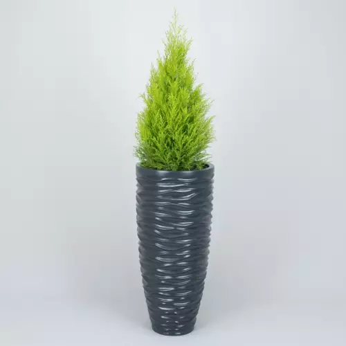 Antracytowa donica D7087C i Cyprys Goldcrest