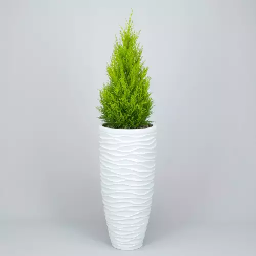 Donica D7087C biały połysk z Cyprysem Goldcrest